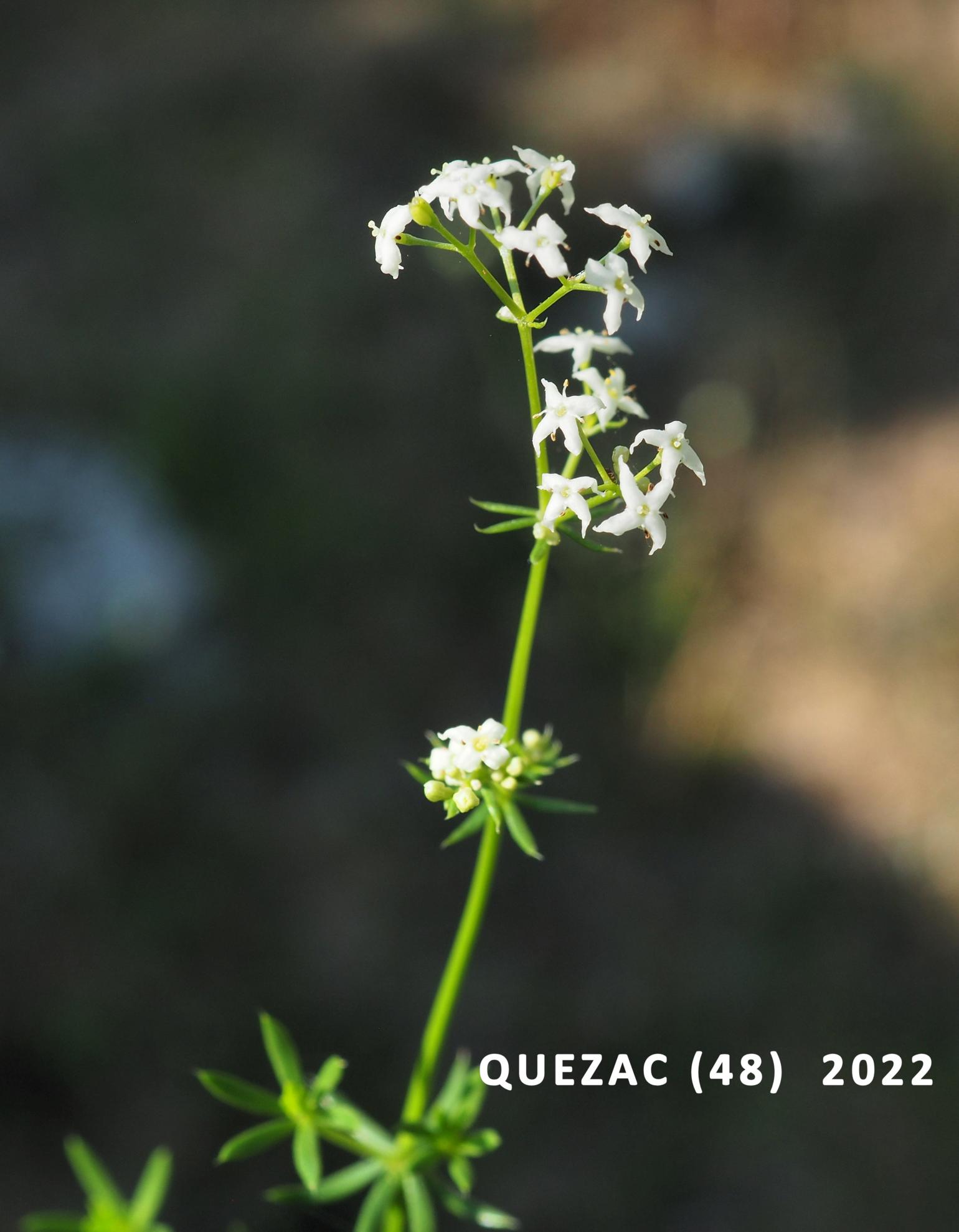 Bedstraw, (Shiny-leaved)